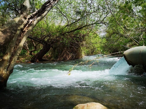 רני טריפ ג'יפ